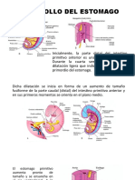 DESARROLLO DEL ESTOMAGO Exposicion