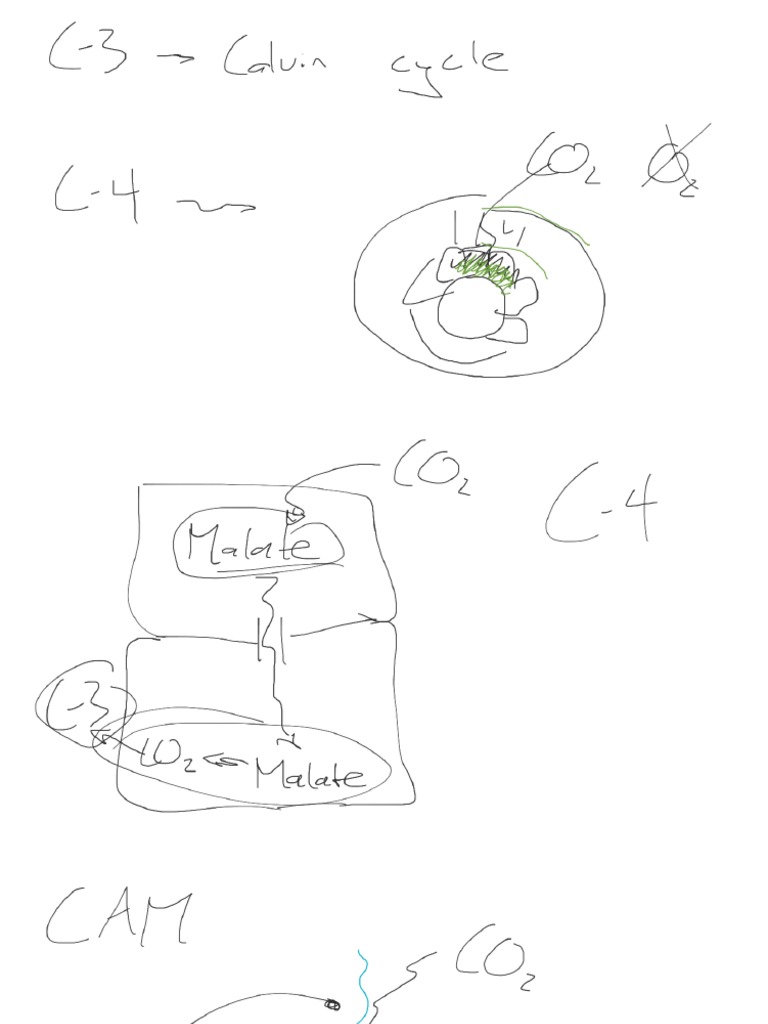 Day 19 - DNA Structure (NOTE) | PDF
