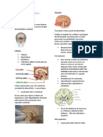 Cérebro: Estruturas do Diencefálo e Hipotálamo