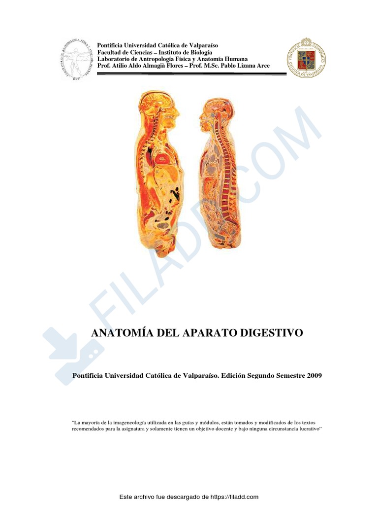 0265 Anatomia Del Aparato Digestivo Esta Bueno Pdf Bilis Estómago