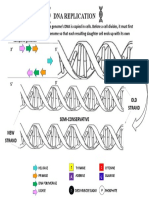 Dna Replication