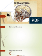 Neuroanatomía 1