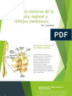 Funciones Motoras de La Médula Espinal y Reflejos Medulares