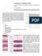 Clase 1 Introducción A La Angiografía Retinal