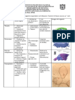 Tarea Celula