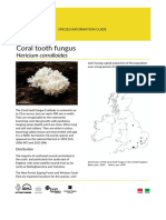 Coral Tooth Fungus Species Account - FINAL
