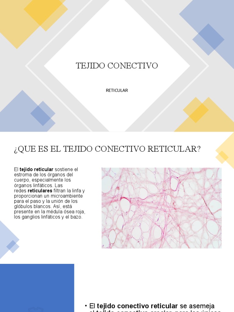 Tejido Conectivo Reticular: Función y Ubicación | PDF | Hogar ...