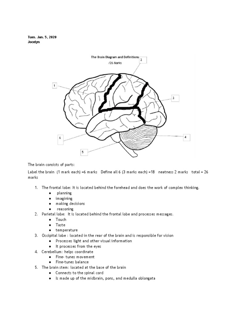 BRAIN DIAGRAM AND FUNCTIONS PDF intelligence overview