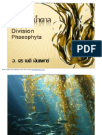 Division Phaeophyta เนติ