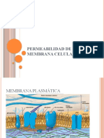 P3. Membrana Plasmatica