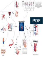 Sistema Cardiovascular