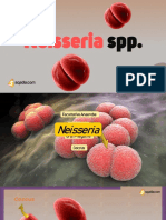 Neisseria