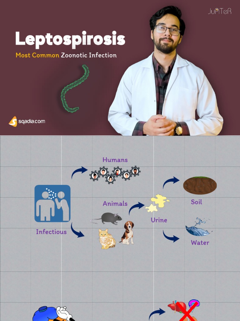 Leptospirosis Zoonotic Infection PDF Medical Specialties Public
