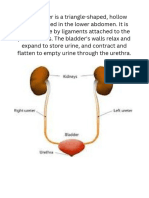 male reproductive