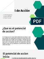 Potencial de Acción: Sofia Reagalado Karina Mendez Pablo Peralta