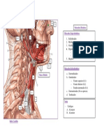 Músculos hioideos y sus funciones
