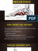 ARCHES OF THE FOOT: STRUCTURE AND FUNCTION