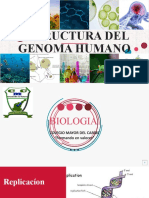Estructura Del Genoma Humano