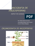 Aula 1 - Organografia - Aspectos Gerais