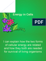 ATP and Cellular Energy Processes