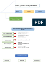 Examen Fisico Endocrinologico