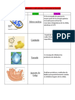 Actividad de Organelos 1