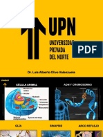 Dr. Luis Alberto Olivo Valenzuela: Las partes de la célula animal