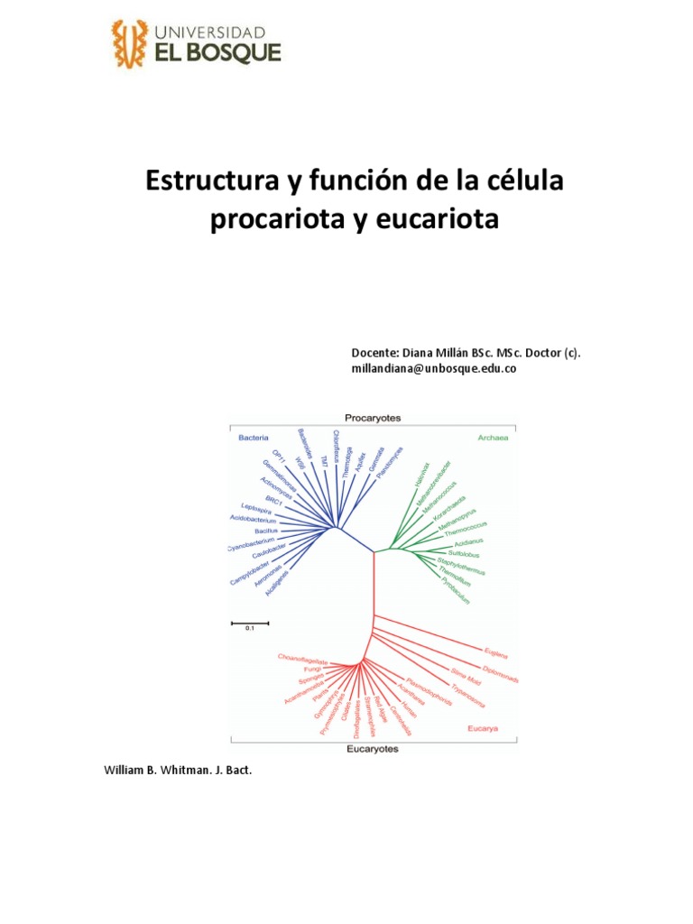 Comparativa de Células Procariotas y Eucariotas | PDF | Nucleo celular ...