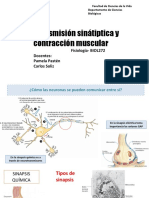 Clase 2 Sinapsis y Contracción Musculae 2023