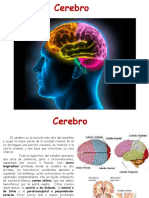 Cerebro 2020