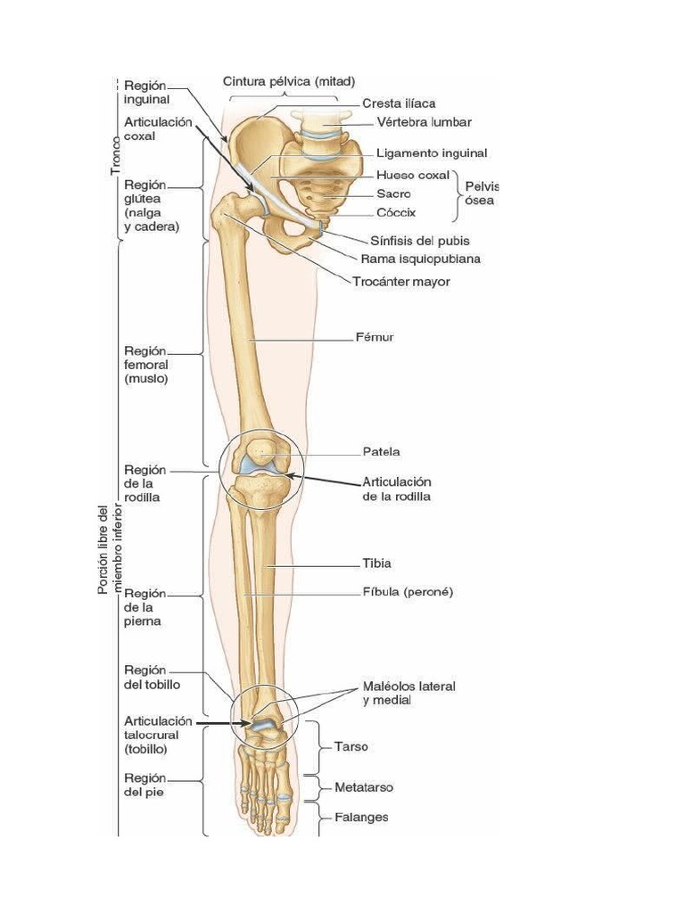 Miembro Inferior 4 PDF