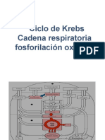 Ciclo de Krebs Cadena Respiratoria Fosforilación Oxidativa