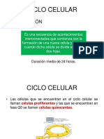 Ciclo Celular