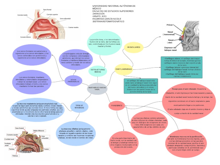 Anatomía y Funciones de la Nariz | PDF | Nariz humana | Cabeza y cuello ...