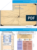 Principios Generales Del Sistema Nervioso