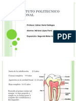 Segundo molar inferior: características morfológicas