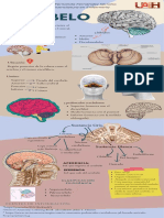 Infografia Cerebelo