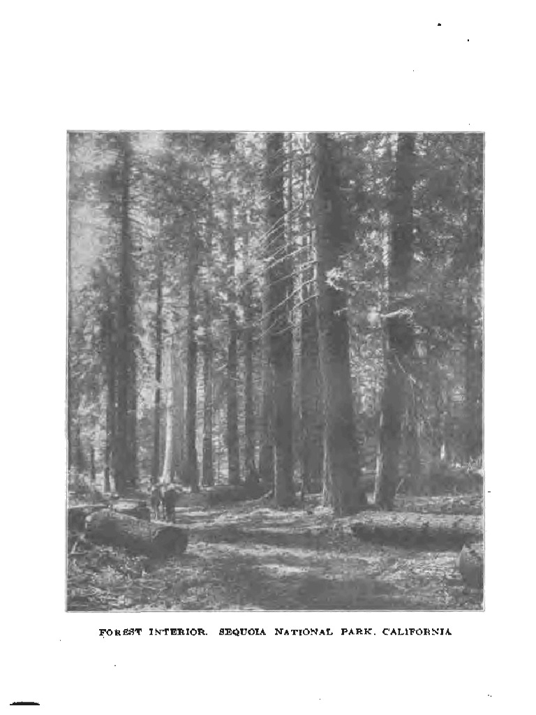 Essentials of Woodworking | PDF