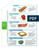 Info - Parts Cèl Lula