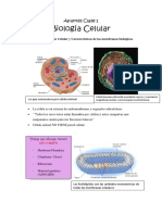 Biología Celular: Organización y Características