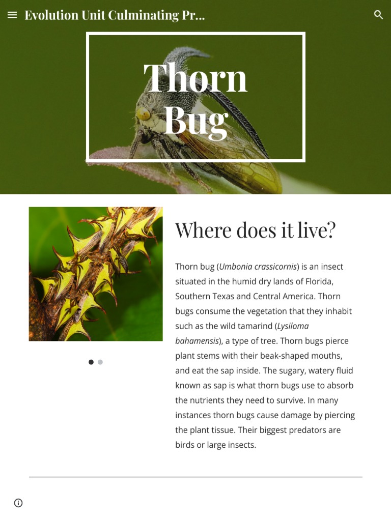 Evolution Unit Culminating Project | PDF