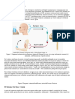 Sistema Nervioso y sus funciones