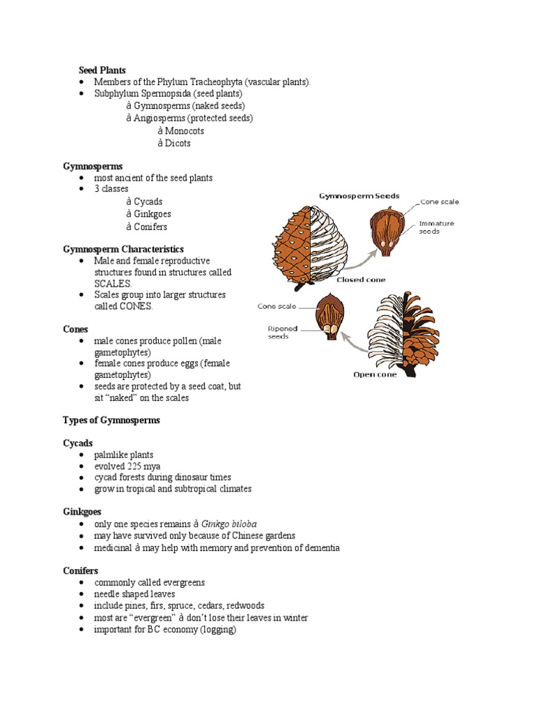 Overview of Gymnosperms and Angiosperms | PDF