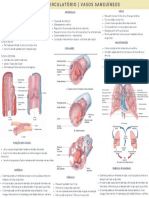 Mapa Sistema Circulatório - Vasos