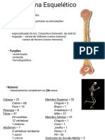 Slides Sistema Esquelético