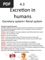 Excretion in Humans: Excretory System Renal System