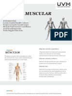 Sistema muscular: tipos, funciones y estructuras