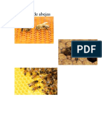 Imágenes de abejas