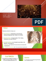 Anatomia Del Torax