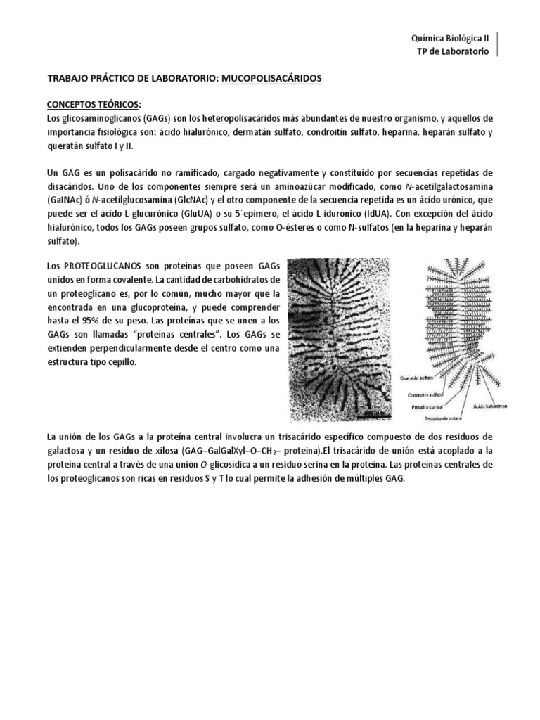 TP Lab - Mucopolisacaridos | PDF | Química